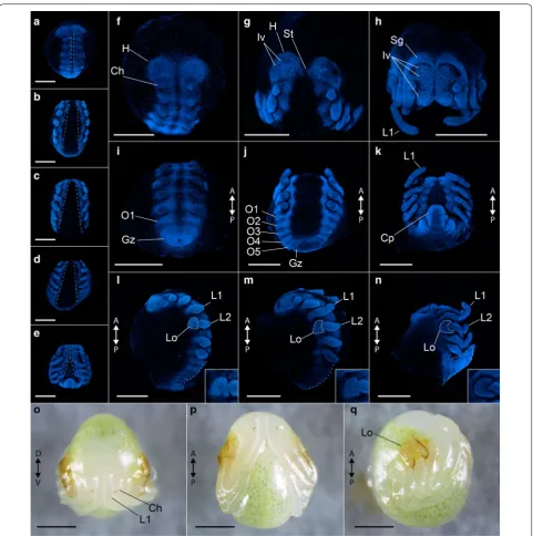 Fig. 2 Overview of the embryonic development of Phrynus marginemaculatus. Maximum intensity projections of Z-stacks of embryos imaged with nuclear staining (Hoechst) fluorescence
