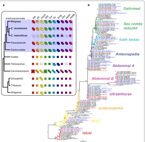 Fig. 3 Hox gene duplications in Amblypygi. bootstrap resampling frequencies (only > 80% shown)