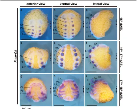 Fig. 4 Pmar-Distal-less (Pmar-Dll) colorimetric in situ hybridization. Whole mount bright field images (Z-stack maximum intensity projection) overlaid with nuclear staining (Hoechst)