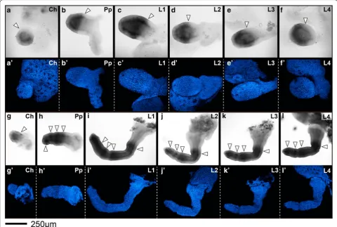 Fig. 5 Pmar-Distal-less (Pmar-Dll) colorimetric in situ hybridization, appendage dissections in lateral view