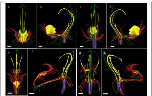 Fig. 7 Heat map representation of number of counts of MADS-box gene expression in transcriptomes of early floral bud, mature callus and gynostemium of P