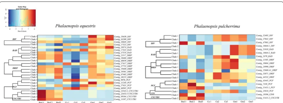 Fig. 8 Heat map representation of number of counts of MYB and TCP gene expression in transcriptomes of early floral bud, mature callus and gynostemium of P