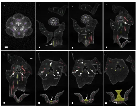 Fig. 10 Reconstruction of vascular bundle patterns in a mature flower of sepals; red sterile stamen, from base to apex