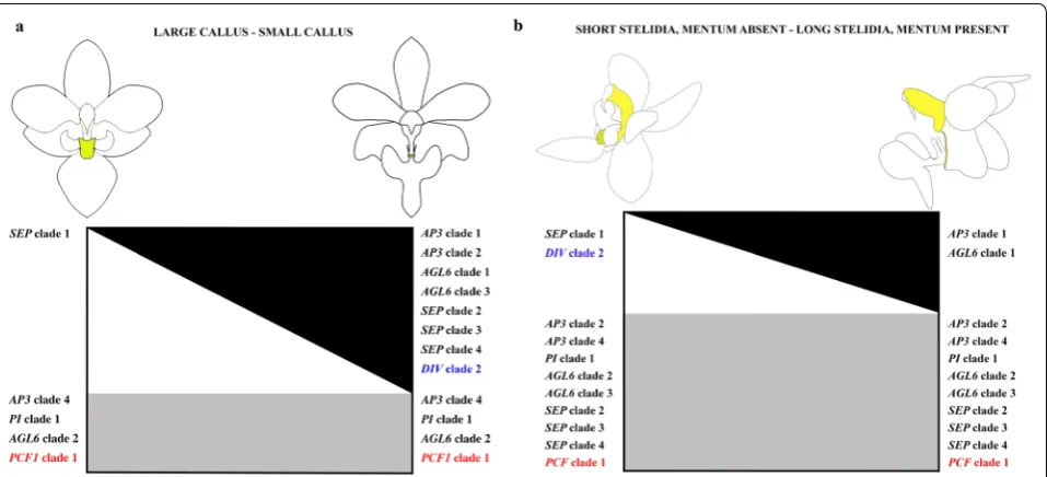 Fig. 12 Summary of expression of MADS-box (black), MYB (blue), and TCP (red) genes involved in the differentiation of callus, stelidia and mentum (all indicated in yellow) of the large callus of Expression of the right side of thecallus of of both stelidia