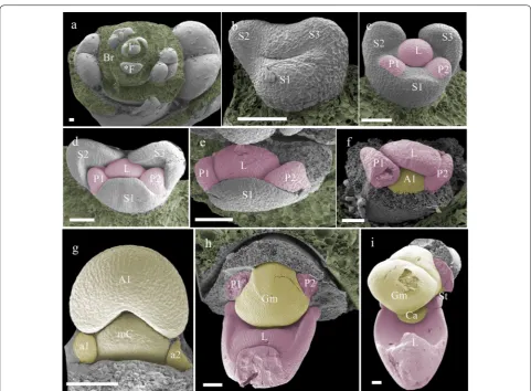 Fig. 4 Floral ontogeny of Phalaenopsis equestris. a Undifferentiated oval-shaped early stage primordia covered by bracts, ×50 magnitude; b The transversally stretched bulges of early floral development with the initiation of sepals, ×350 magnitude; c–e fur