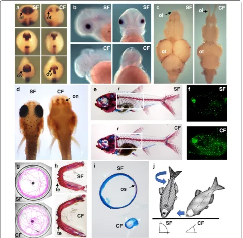 Fig. 2 Examples of trait differences between surface fish (SF) and cavefish (CF). a In situ hybridization showing differences in pax6 expression from the neural plate (top) to the late optic vesicle stages (below)