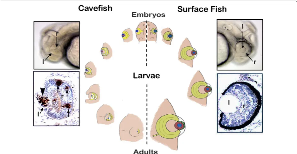 Fig. 3 Eye development and degeneration. Right: surface fish eye develops with a normal lens (l) and retina (r) and no apoptosis