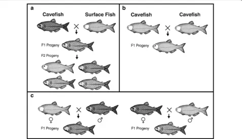 Fig. 4 Crosses used in Astyanax genetics. a Cavefish × surface fish intercross showing F1 hybrid progeny with eyes and pigmentation (above) and subsequent F1 hybrid intercross showing F2 hybrid progeny with a broad range of eye sizes and 3:1 ratio of pigme