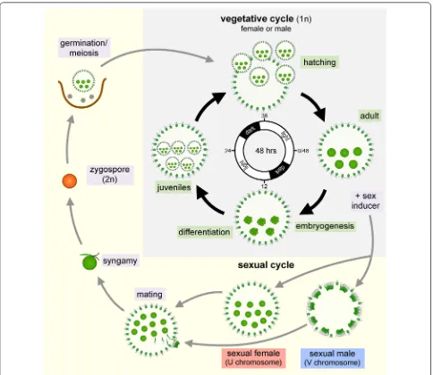 Fig. 3 Volvox life cycle. Schematic of the Volvox vegetative and sexual life cycle phases
