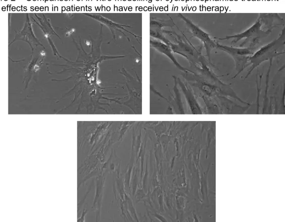 Figure 2 – Comparison of in vitro modelling of cyclophosphamide treatment  with effects seen in patients who have received in vivo therapy.