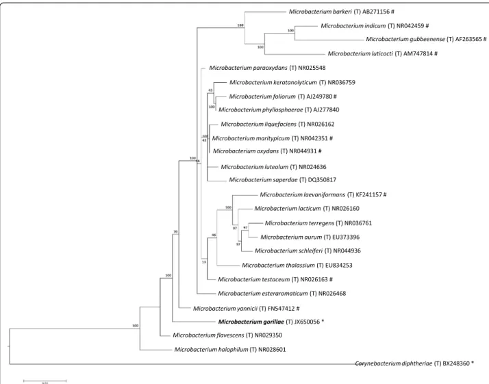 Fig. 1 Phylogenetic tree highlighting the position of Microbacterium gorillae strain G3 T relative to other type strains within the Microbacterium