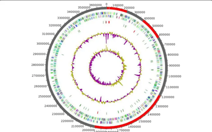 Fig. 3 Graphical circular map of the Microbacterium gorillae strain G3 T chromosome. The outer two circles show open reading frames oriented in