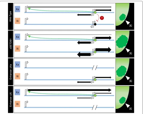 Fig. 8 Model summarizing observations made at the Xi and IL1RAPL1 locus in parental and mutant clones