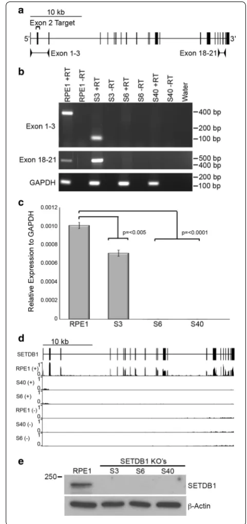 Fig. 1 Promoter-trap targeting of exon-2 results in loss of SETDB1 protein. a Schematic map of the SETDB1 locus corresponding to Chr1: 150,926,412–150,964,744 bp, hg38