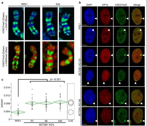 Fig. 2 SETDB1 loss is coupled with expansion of the Xi territory. a Distribution of heterochromatin bands on the Xi in parental RPE1 cells and SETDB1-targeted clone S40