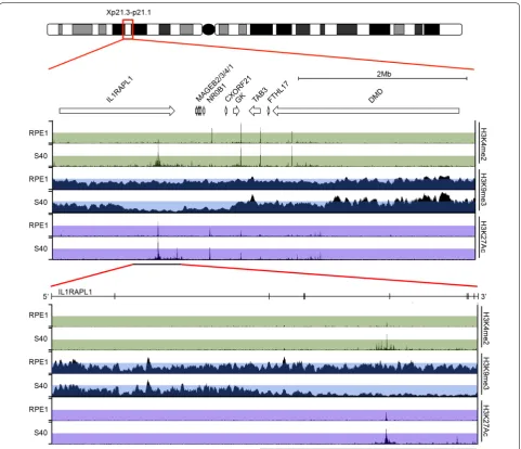 Fig. 4 H3K4me2 gain within the 3′ end of the IL1RAPL1 gene on Xi in SETDB1 mutants. Human X ideogram with Xp21.3-p21.1 boxed and expanded below