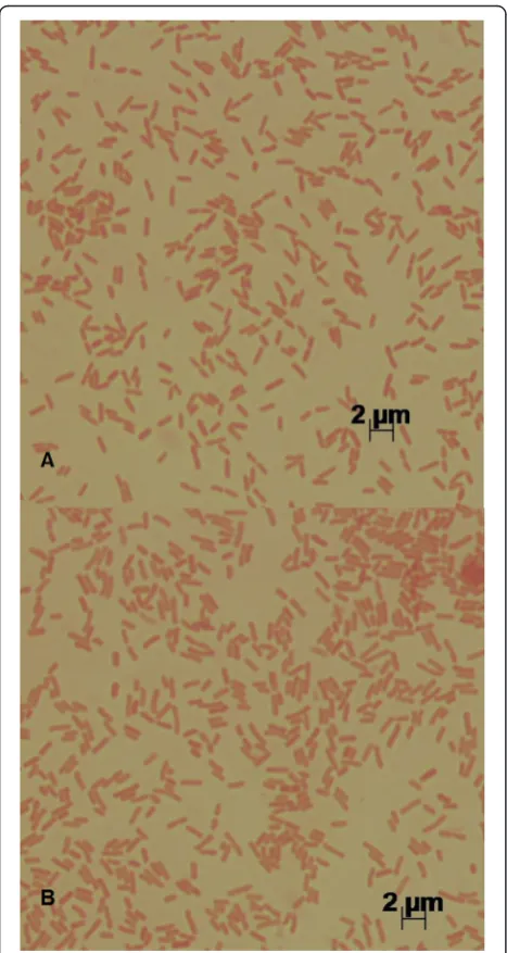 Fig. 1 Photomicrographs of source organisms. The sourceorganisms for a P. agglomerans MP2 and of b P