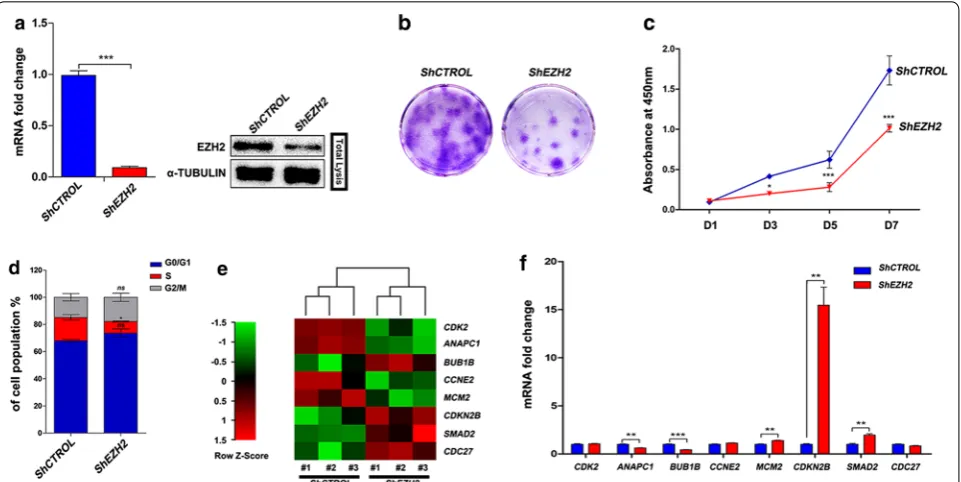 Fig. 1 EZH2-knockdown hDPCs show decreased proliferation, but no transcriptionally significant changes are observed in DNA replication-related genes