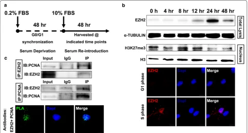 Fig. 2 EZH2 elevates at S phase in hDPCs and interacts with PCNA. a Schematic chart illustrating the serum deprivation approach used for G0/G1 phase synchronization of hDPCs