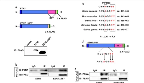 Fig. 3 Presence of a PIP box in EZH2. a Schematic representation of FLAG-tagged full-length EZH2 (EZH2) and FLAG-tagged SET-domain deletion mutation EZH2 (EZH2∆SET)