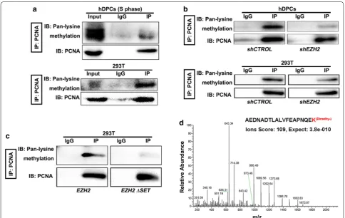 Fig. 4 Methylation of PCNA by EZH2. a Pan-lysine methylation of PCNA in hDPCs (S phase) and 293T cells was demonstrated with IP and IB