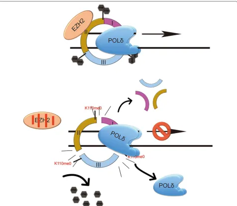 Fig. 6 Predicted model by which EZH2 regulates DNA replication via dimethylation of PCNA