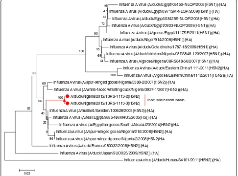 Figure 3 Phylogenetic tree of the HA gene of LPAI H5N2 virus from Ibadan, Nigeria. Phylogenetically, the HA gene of the two LPAI H5N2domestic duck isolates from Ibadan, Nigeria are monophyletic (100% homologous indicated at the node) and clustered with other H5N2 isolatesfrom wild ducks in Africa and Europe.