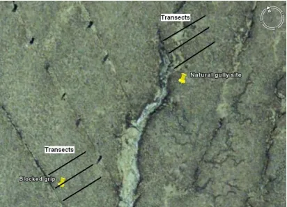 Figure 2 natural gully or blocked grip. Phase 2 sampling design showing transects facing east upslope of the  