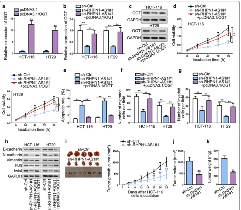 Fig. 5 OGT overexpression rescues the oncogenic function of RHPN1-AS1. a qRT-PCR analysis was used to determine the expression of OGT after pcDNA3.1 and pcDNA3.1/OGT plasmid transfection