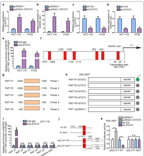 Fig. 2 STAT3 stimulates the transcription of RHPN1-AS1. a qRT-PCR analysis was performed to detect the expression of STAT3 after transfecting with pcDNA3.1 and pcDNA3.1/STAT3 plasmids