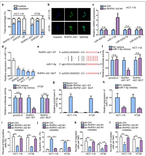 Fig. 3 RHPN1-AS1 directly interacts with miR-7-5p and inhibits miR-7-5p expression. a, b Subcellular fractionation and FISH assays were performed to detect the subcellular location of RHPN1-AS1