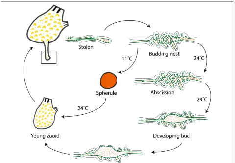 Fig. 5 Scheme of the life cycle of Polyandrocarpa zorritensis. The adult zooid emits a vascular stolon, along which the ampullae accumulate to form the budding nest