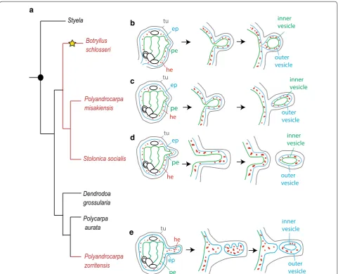 Fig. 1 Phylogeny of the family Styelidae and diversity of budding modes. a Simplified phylogenetic tree of Styelidae family (modify from Alié et al