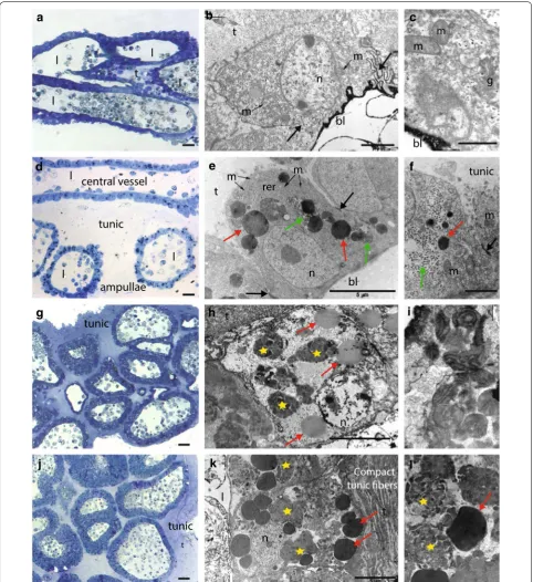Fig. 3 Histological and ultra-structural characterization of the stolon, budding nest, and spherule