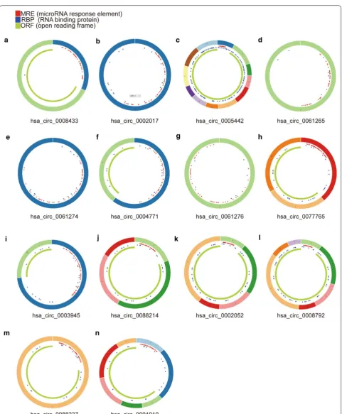 Fig. 3 Structural patterns of the fourteen circRNAs. a–n A total of 14 circRNA structures were obtained from the circRNA website