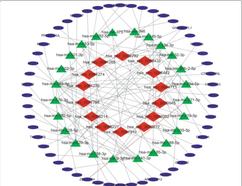 Fig. 5 CeRNA network of circRNA-miRNA-mRNA interactions in OS. Red indicates circRNAs, green indicates miRNAs, and blue indicates mRNAs