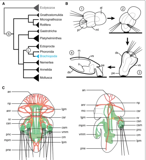 Fig. 1 Phylogenetic position of Brachiopoda (A, based on Laumer et al. [58]), metamorphosis of Terebratalia transversa (B, based on Freeman [68]) and detailed morphology of competent larva (C, based on Santagata [70])
