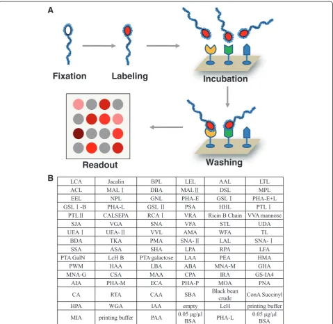 Figure 1 The schematic and workflow of profiling sperm surface glycans on lectin microarray