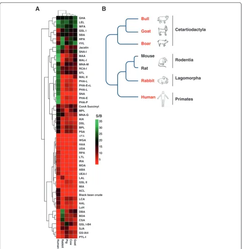 Figure 3 The clustering of the five species according to the lectin-sperm binding profiles is consistent to the phylogenetic tree