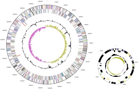 Figure 3. Graphical circular map of the genome. From outside to the center: Genes on forward strand (color by COG categories), Genes on reverse strand (color by COG categories), RNA genes (tRNAs green, rRNAs red, other RNAs black), GC content, GC skew