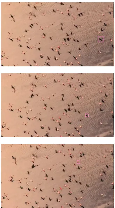 Figure 3.1: The detector “jumping” problem in TLD with voc-18-bd-3 video.