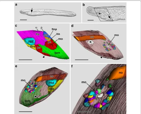 Fig. 10 25-h larva. first left somite; fmp, flagellar/microvillar process; Hld, Hatschek’s left diverticulum; Hn, Hatschek’s nephridium; Hrd, Hatschek’s right diverticulum (often termed the rostral coelom by this stage of development); lpm, lateral plate m