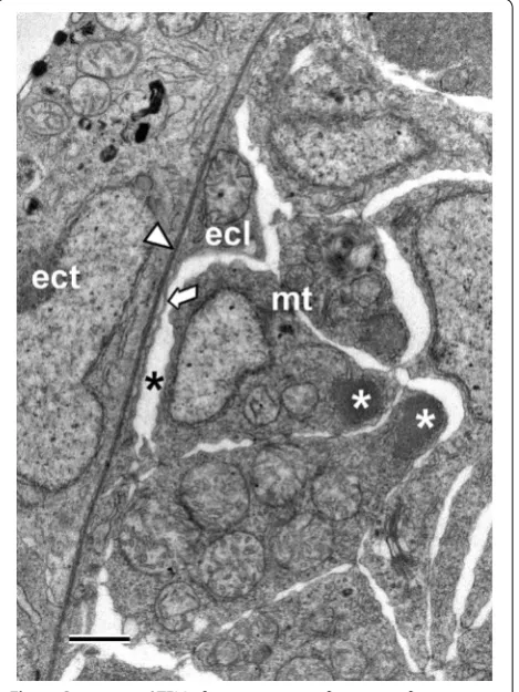 Fig. 2 Conventional TEM of a cross section of a somite of an amphioxus larva shortly before mouth opening