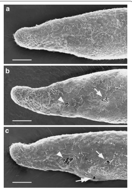 Fig. 3 Conventional SEM series to determine the time of mouth opening. a 23-h larva; none the ten sampled had a mouth