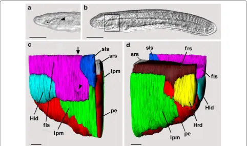 Fig. 4 Scale bar a DIC of anterior end of a living 22-h larva focused on the left surface, showing Hatschek’s left diverticulum (asterisk) and a population of compact mesoderm cells (arrowhead) comprising the posterior region of the first left somite