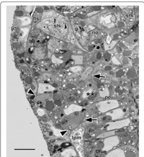 Fig. 5 23-h larva. Single SBSEM scan through the arrowed level in Fig. 4c. The compact mesoderm cells of the first left somite bulge laterally (single asterisk) and medially (twin asterisk) toward the ectoderm and pharyngeal endoderm, respectively
