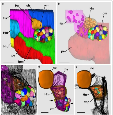 Fig. 7 24-h larva. 3-D reconstructions based on SBSEM sequences. flagellar/microvillar processes (blue rectangles) and nuclei of the Hatschek’s nephridium (gold); basal laminae are indicated by the parallel black a Left side view of a reconstruction of a r