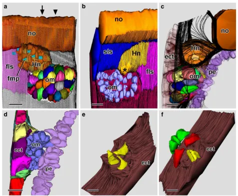 Fig. 8 24-h larva. 3-D reconstructions based on SBSEM sequences. a Left-side structures from lateral viewpoint