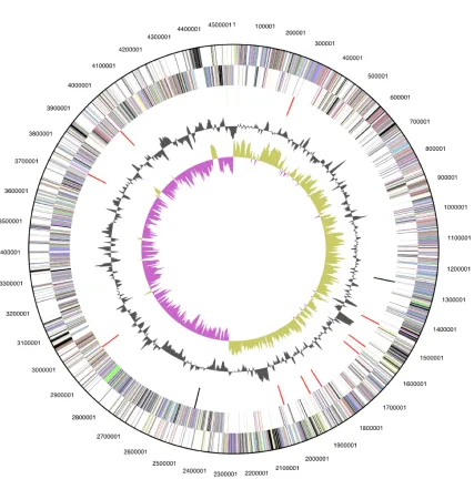 Figure 3.  Graphical circular map of the genome. From outside to the center: Genes on forward strand (color by COG categories), Genes on reverse strand (color by COG categories), RNA genes (tRNAs green, rRNAs red, other RNAs black), GC content, GC skew