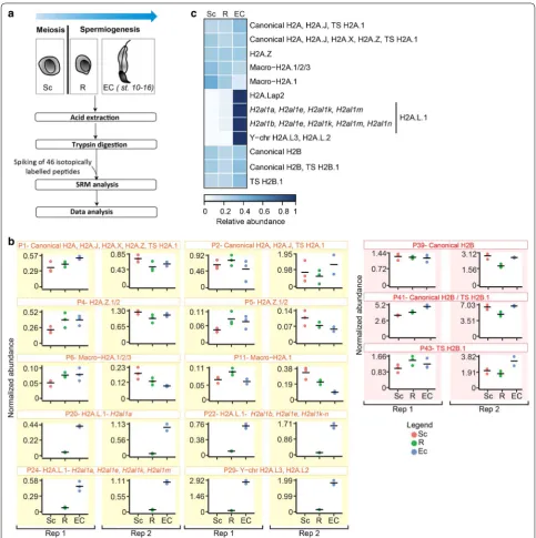 Fig. 6 SRM‑based quantification of H2A and H2B variants during mouse spermatogenesis a Experimental design